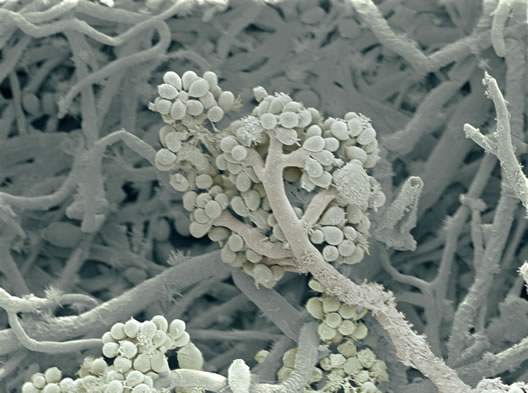 پرونده:35144400.jpg