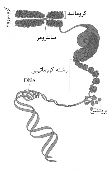 پرونده:35202500-1.jpg