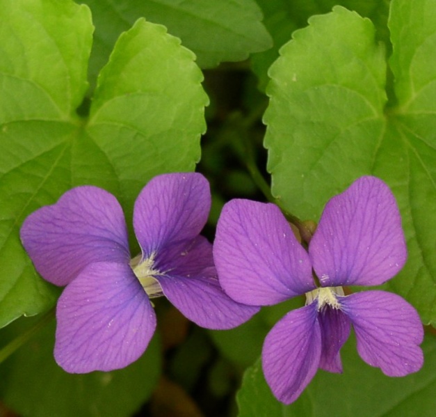 پرونده:12341700-1.jpg