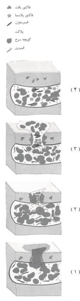 پرونده:33188800.jpg
