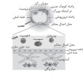 تصویر بندانگشتی از نسخهٔ مورخ ‏۲۱ مهٔ ۲۰۱۷، ساعت ۰۵:۴۶