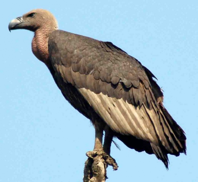 پرونده:35185600.jpg