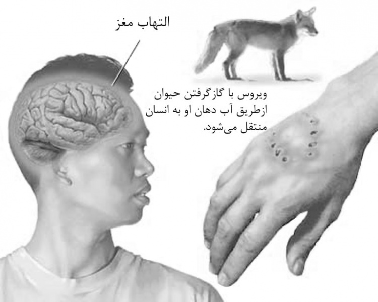 پرونده:41017700.jpg