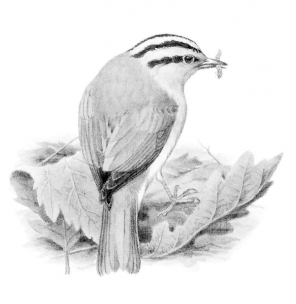 پرونده:25157500.jpg