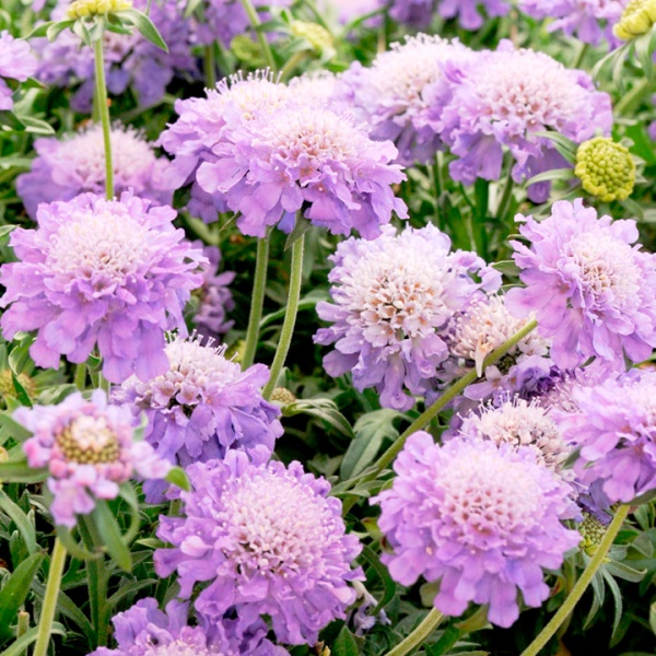 پرونده:42209500.jpg
