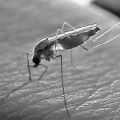 تصویر بندانگشتی از نسخهٔ مورخ ‏۲۱ مهٔ ۲۰۱۷، ساعت ۰۵:۴۶