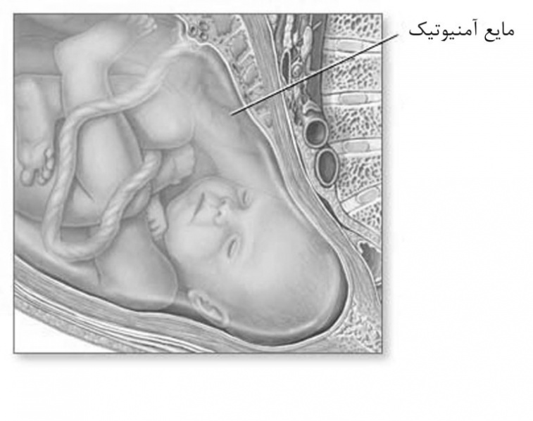 پرونده:38111600.jpg