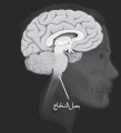 تصویر بندانگشتی از نسخهٔ مورخ ‏۲۱ مهٔ ۲۰۱۷، ساعت ۰۵:۴۶