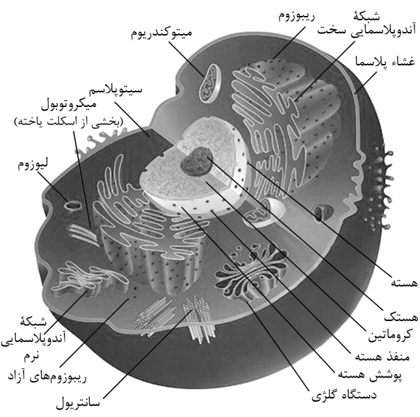 پرونده:42001800.jpg
