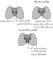 تصویر بندانگشتی از نسخهٔ مورخ ‏۲۱ مهٔ ۲۰۱۷، ساعت ۰۵:۴۶