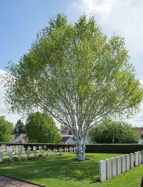 پرونده:1280px-Bethune Town Cemetery -16.jpg