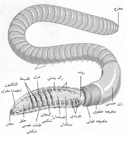 پرونده:35191600.jpg