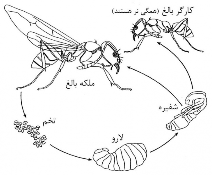 پرونده:17024900.jpg