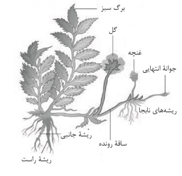 پرونده:25031700.jpg